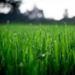 How Robot Lawn Mowers Improve Lawn Health