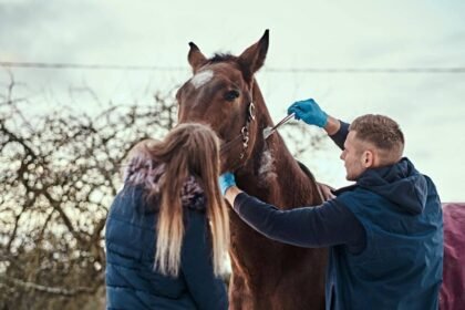 6 Vital Signs Your Equine Needs Horse Wormer
