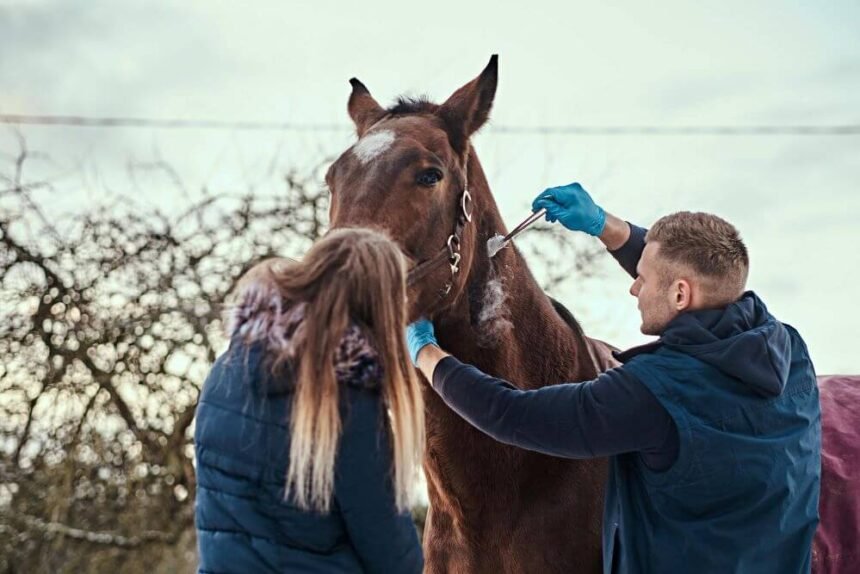 6 Vital Signs Your Equine Needs Horse Wormer
